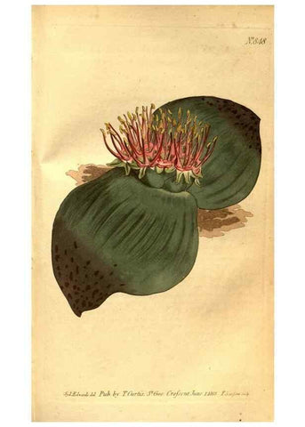 Reproducción/Reproduction 8469915979: Curtis's botanical magazine.. London ;New York [etc.] :Academic Press [etc.]