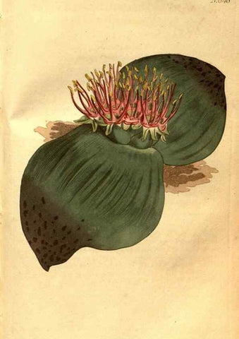 Reproducción/Reproduction 8469915979: Curtis's botanical magazine.. London ;New York [etc.] :Academic Press [etc.]