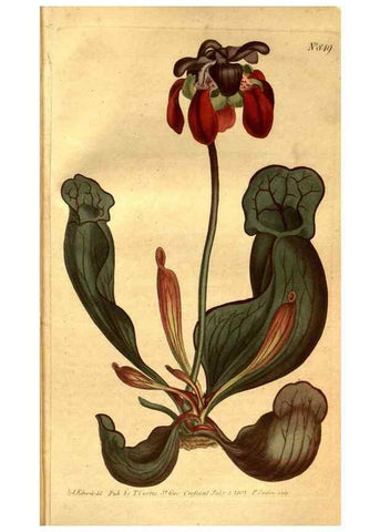 Reproducción/Reproduction 8469916881: Curtis's botanical magazine.. London ;New York [etc.] :Academic Press [etc.]