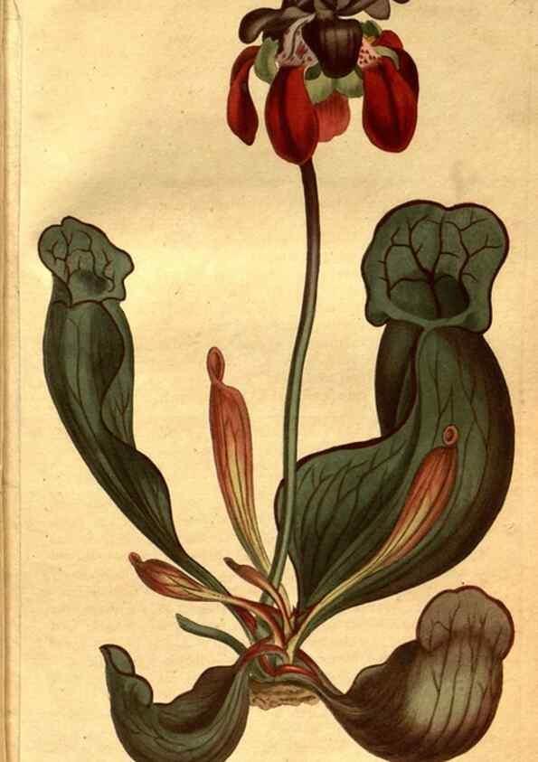 Reproducción/Reproduction 8469916881: Curtis's botanical magazine.. London ;New York [etc.] :Academic Press [etc.]