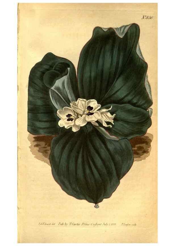Reproducción/Reproduction 8469917369: Curtis's botanical magazine.. London ;New York [etc.] :Academic Press [etc.]