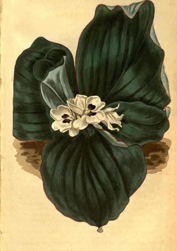 Reproducción/Reproduction 8469917369: Curtis's botanical magazine.. London ;New York [etc.] :Academic Press [etc.]