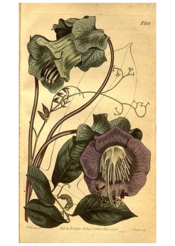 Reproducción/Reproduction 8469918087: Curtis's botanical magazine.. London ;New York [etc.] :Academic Press [etc.]