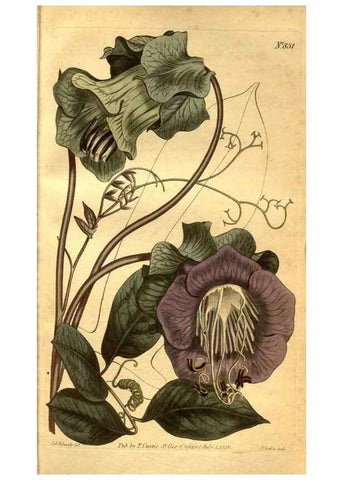Reproducción/Reproduction 8469918087: Curtis's botanical magazine.. London ;New York [etc.] :Academic Press [etc.]