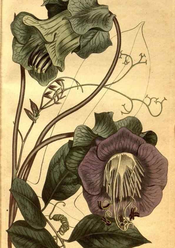 Reproducción/Reproduction 8469918087: Curtis's botanical magazine.. London ;New York [etc.] :Academic Press [etc.]