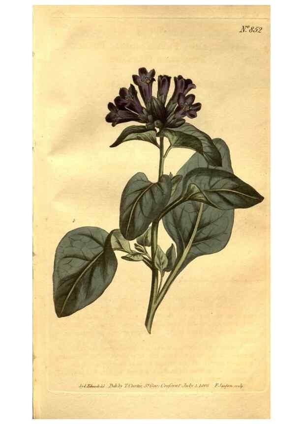 Reproducción/Reproduction 8469918743: Curtis's botanical magazine.. London ;New York [etc.] :Academic Press [etc.]