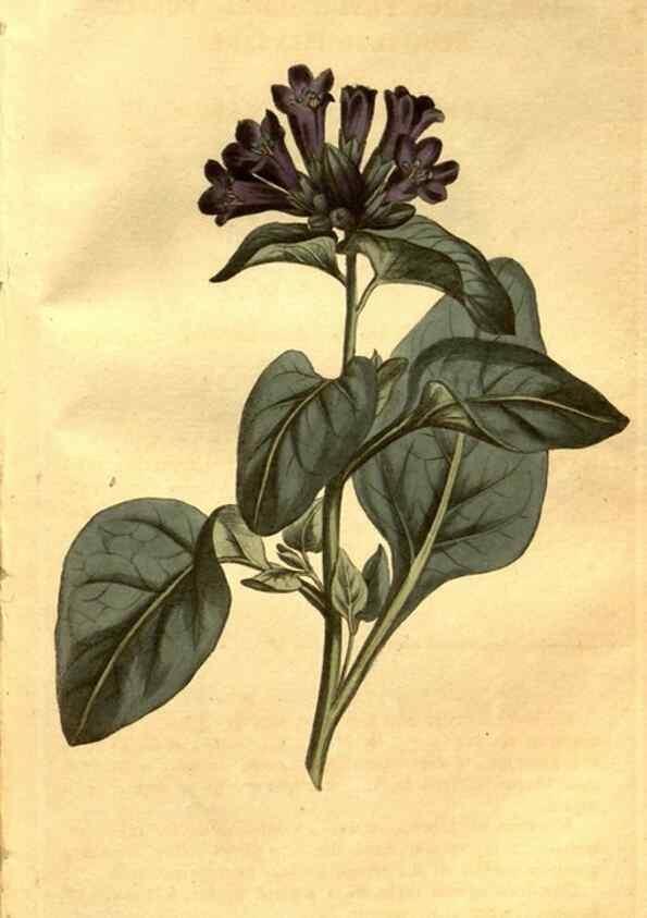 Reproducción/Reproduction 8469918743: Curtis's botanical magazine.. London ;New York [etc.] :Academic Press [etc.]