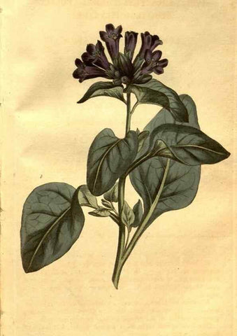 Reproducción/Reproduction 8469918743: Curtis's botanical magazine.. London ;New York [etc.] :Academic Press [etc.]