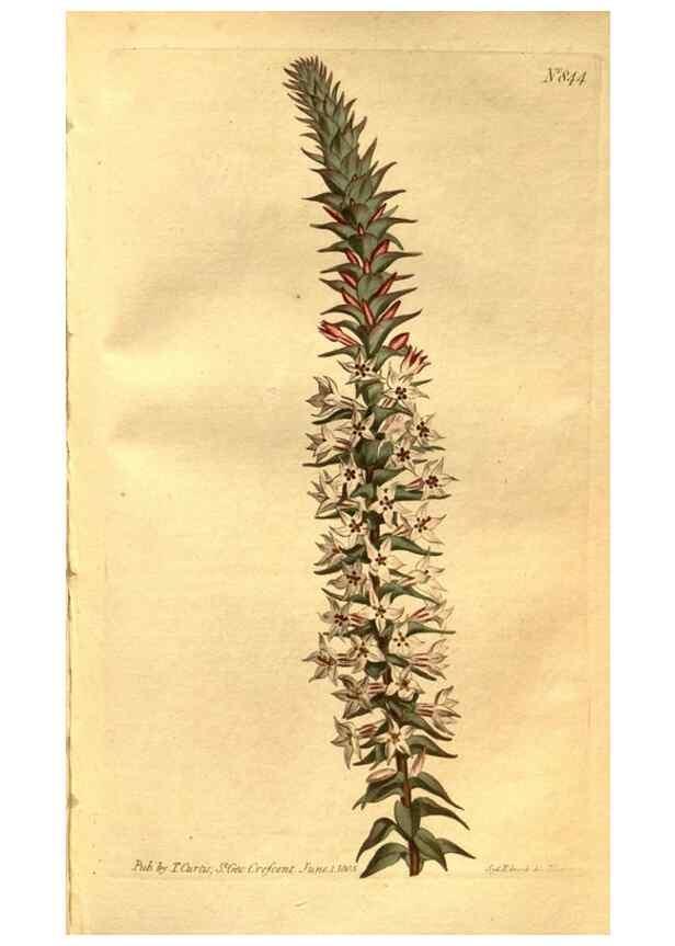 Reproducción/Reproduction 8471007314: Curtis's botanical magazine.. London ;New York [etc.] :Academic Press [etc.]