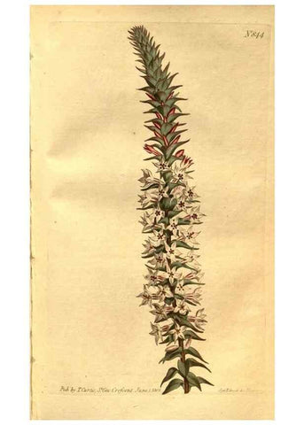 Reproducción/Reproduction 8471007314: Curtis's botanical magazine.. London ;New York [etc.] :Academic Press [etc.]