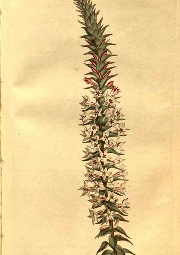 Reproducción/Reproduction 8471007314: Curtis's botanical magazine.. London ;New York [etc.] :Academic Press [etc.]