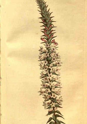 Reproducción/Reproduction 8471007314: Curtis's botanical magazine.. London ;New York [etc.] :Academic Press [etc.]
