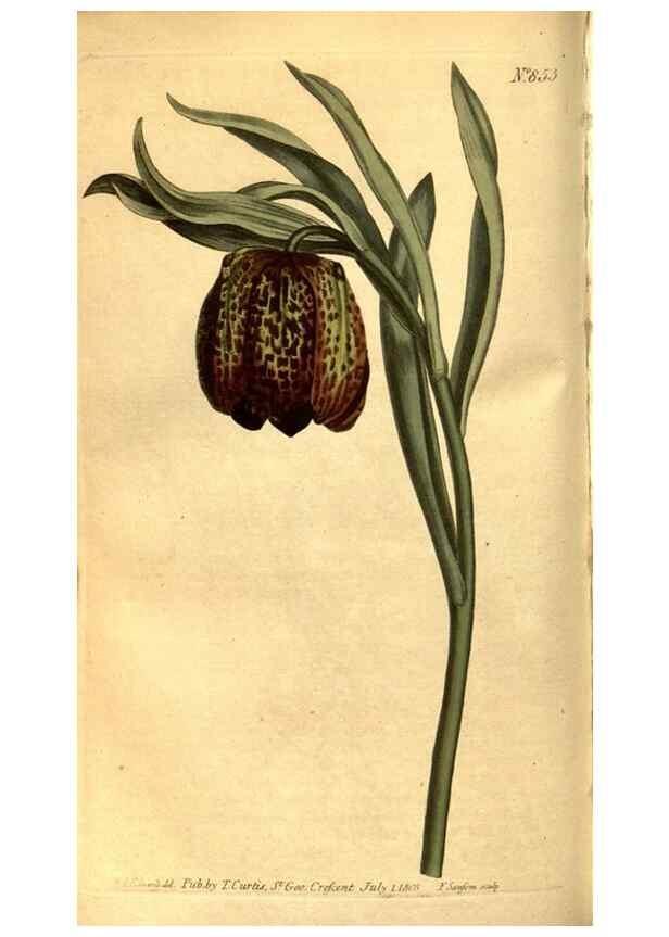 Reproducción/Reproduction 8471013428: Curtis's botanical magazine.. London ;New York [etc.] :Academic Press [etc.]