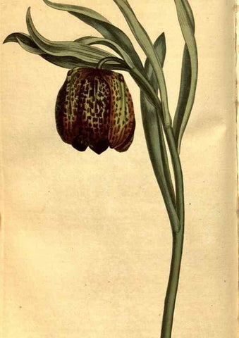 Reproducción/Reproduction 8471013428: Curtis's botanical magazine.. London ;New York [etc.] :Academic Press [etc.]