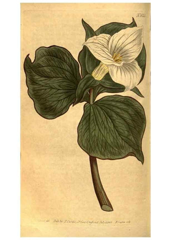 Reproducción/Reproduction 8471014626: Curtis's botanical magazine.. London ;New York [etc.] :Academic Press [etc.]