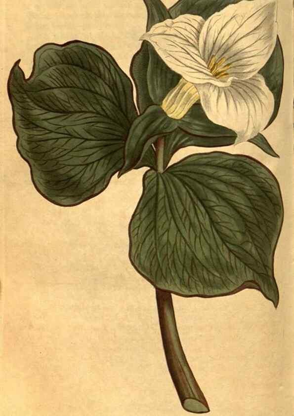 Reproducción/Reproduction 8471014626: Curtis's botanical magazine.. London ;New York [etc.] :Academic Press [etc.]