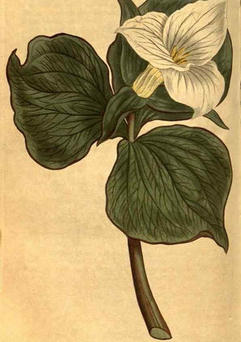 Reproducción/Reproduction 8471014626: Curtis's botanical magazine.. London ;New York [etc.] :Academic Press [etc.]