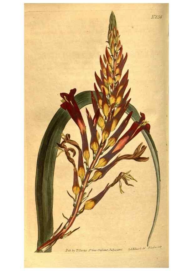 Reproducción/Reproduction 8469921143: Curtis's botanical magazine.. London ;New York [etc.] :Academic Press [etc.]