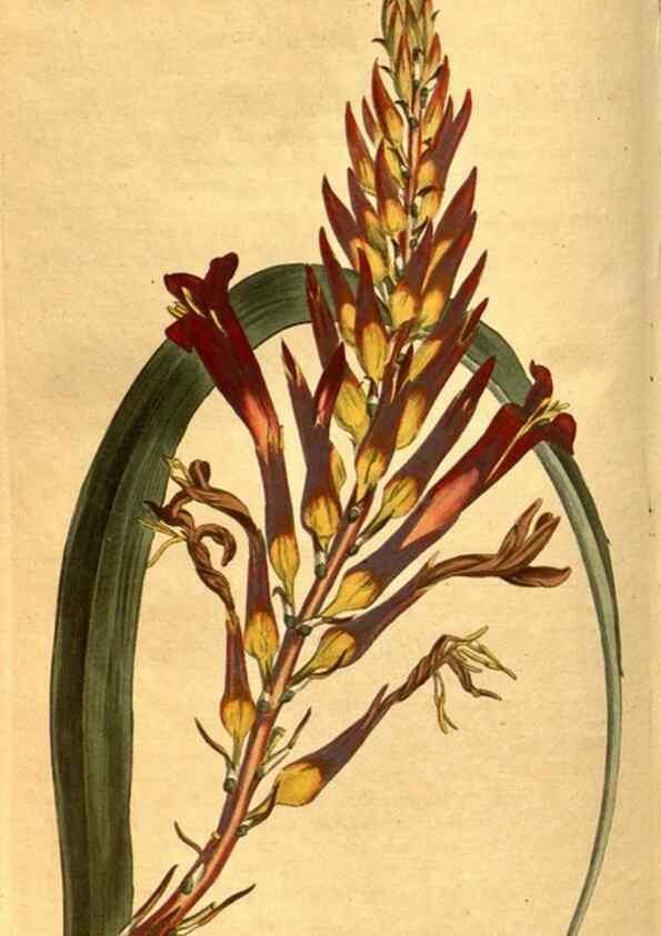 Reproducción/Reproduction 8469921143: Curtis's botanical magazine.. London ;New York [etc.] :Academic Press [etc.]