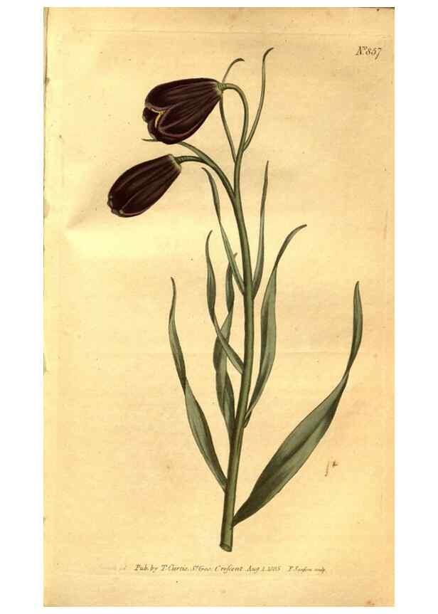 Reproducción/Reproduction 8469921591: Curtis's botanical magazine.. London ;New York [etc.] :Academic Press [etc.]
