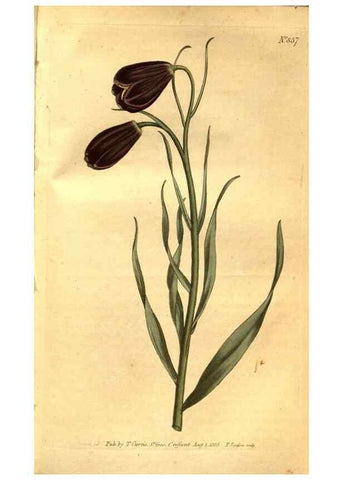 Reproducción/Reproduction 8469921591: Curtis's botanical magazine.. London ;New York [etc.] :Academic Press [etc.]