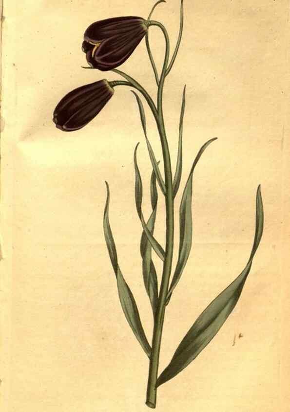 Reproducción/Reproduction 8469921591: Curtis's botanical magazine.. London ;New York [etc.] :Academic Press [etc.]
