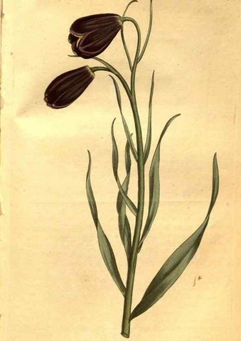 Reproducción/Reproduction 8469921591: Curtis's botanical magazine.. London ;New York [etc.] :Academic Press [etc.]