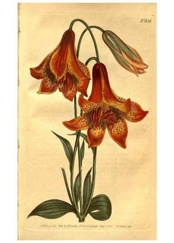 Reproducción/Reproduction 8471016342: Curtis's botanical magazine.. London ;New York [etc.] :Academic Press [etc.]