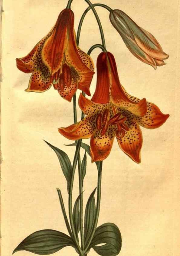 Reproducción/Reproduction 8471016342: Curtis's botanical magazine.. London ;New York [etc.] :Academic Press [etc.]