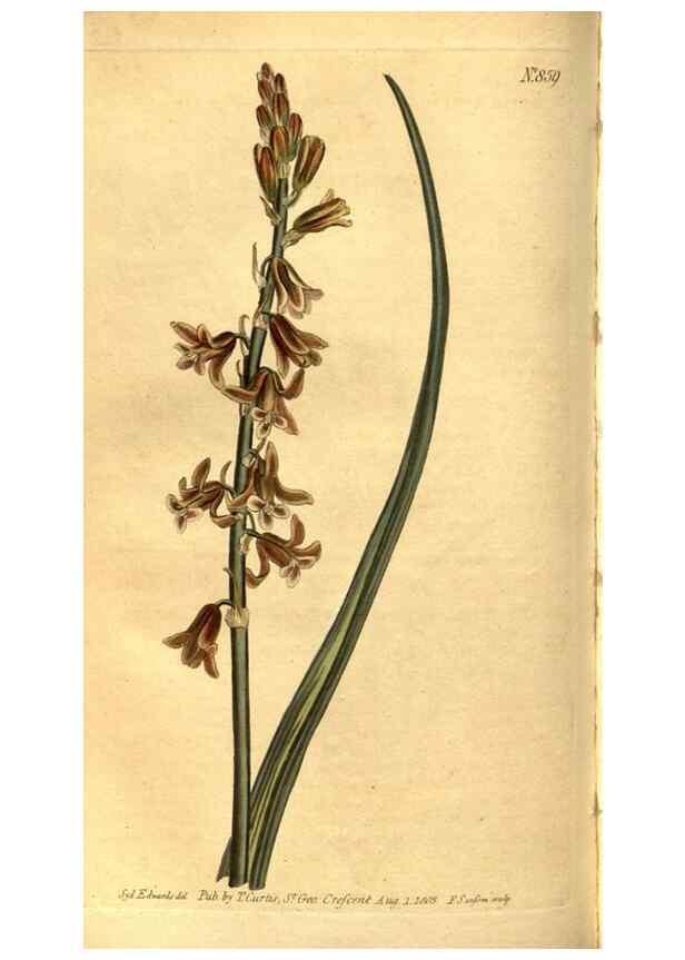 Reproducción/Reproduction 8469923109: Curtis's botanical magazine.. London ;New York [etc.] :Academic Press [etc.]