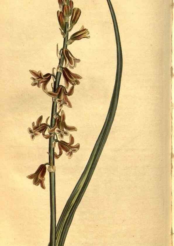 Reproducción/Reproduction 8469923109: Curtis's botanical magazine.. London ;New York [etc.] :Academic Press [etc.]