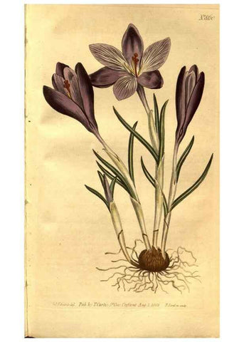Reproducción/Reproduction 8469923907: Curtis's botanical magazine.. London ;New York [etc.] :Academic Press [etc.]