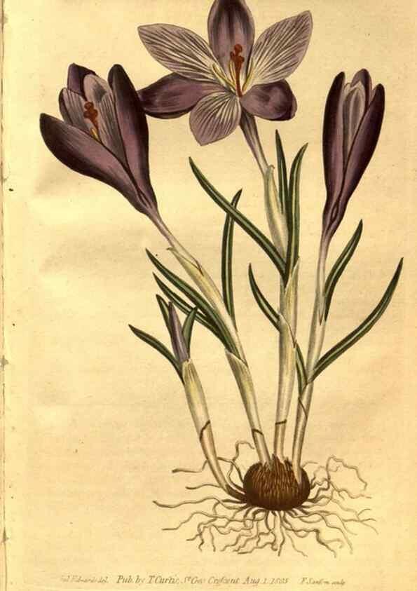 Reproducción/Reproduction 8469923907: Curtis's botanical magazine.. London ;New York [etc.] :Academic Press [etc.]