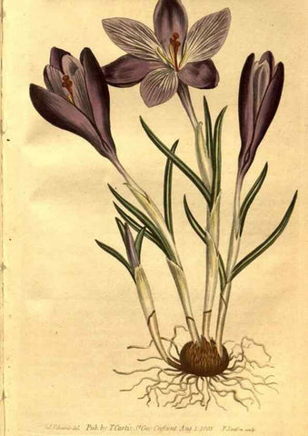 Reproducción/Reproduction 8469923907: Curtis's botanical magazine.. London ;New York [etc.] :Academic Press [etc.]
