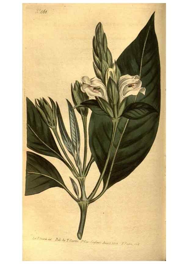 Reproducción/Reproduction 8471018664: Curtis's botanical magazine.. London ;New York [etc.] :Academic Press [etc.]