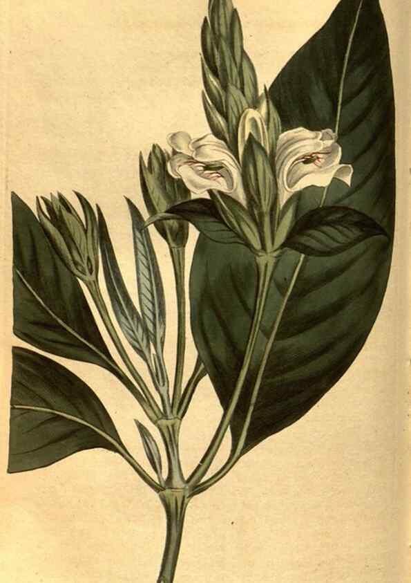 Reproducción/Reproduction 8471018664: Curtis's botanical magazine.. London ;New York [etc.] :Academic Press [etc.]