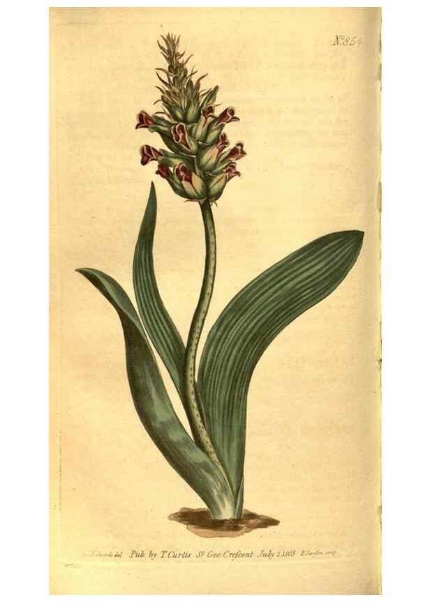 Reproducción/Reproduction 8469919993: Curtis's botanical magazine.. London ;New York [etc.] :Academic Press [etc.]