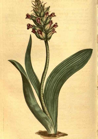 Reproducción/Reproduction 8469919993: Curtis's botanical magazine.. London ;New York [etc.] :Academic Press [etc.]