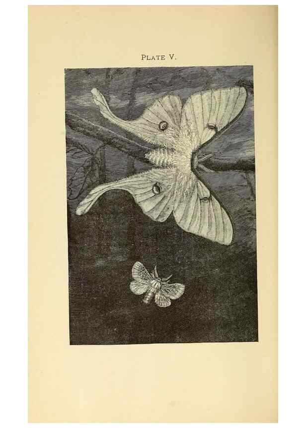 Reproducción/Reproduction 8456175664: A manual for the study of insects,. Ithaca, N.Y.,Comstock Publishing Company,1895.