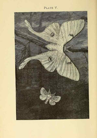 Reproducción/Reproduction 8456175664: A manual for the study of insects,. Ithaca, N.Y.,Comstock Publishing Company,1895.