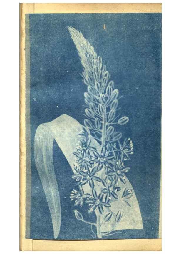 Reproducción/Reproduction 8470983124: Curtis's botanical magazine.. London ;New York [etc.] :Academic Press [etc.]