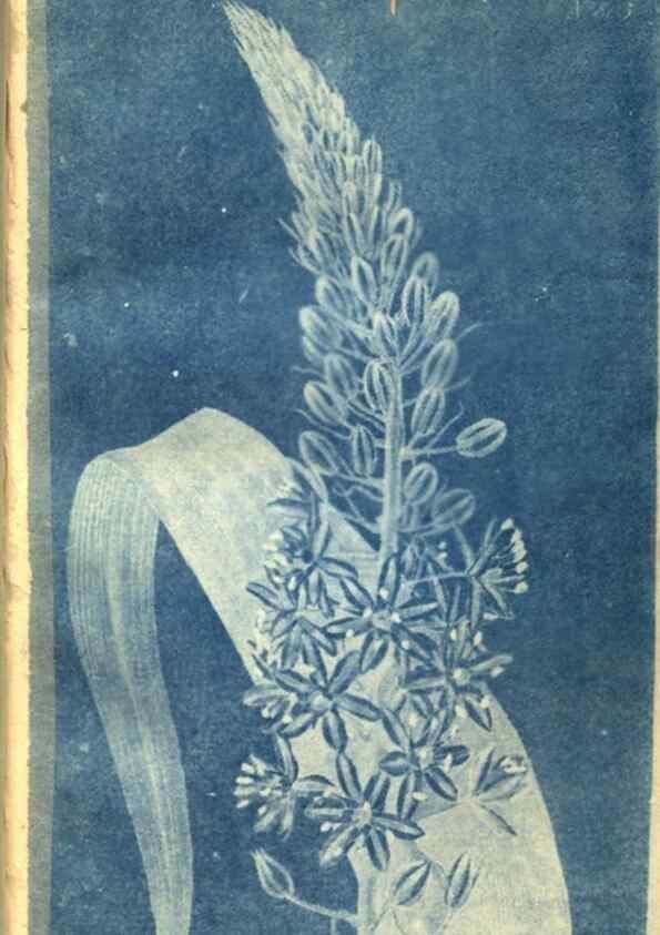 Reproducción/Reproduction 8470983124: Curtis's botanical magazine.. London ;New York [etc.] :Academic Press [etc.]