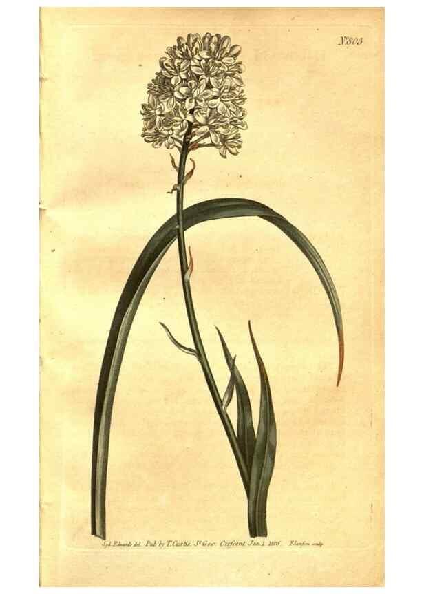 Reproducción/Reproduction 8470981962: Curtis's botanical magazine.. London ;New York [etc.] :Academic Press [etc.]