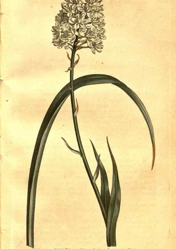 Reproducción/Reproduction 8470981962: Curtis's botanical magazine.. London ;New York [etc.] :Academic Press [etc.]