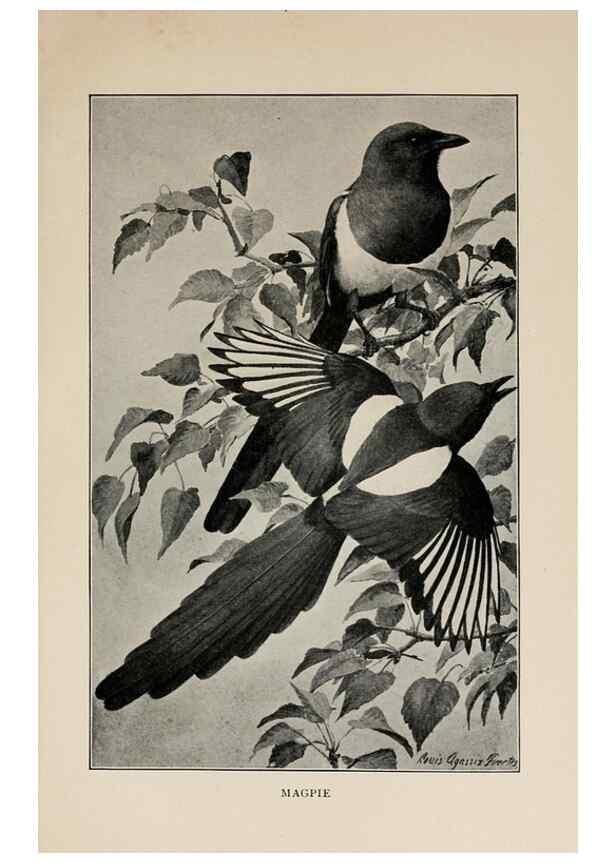 Reproducción/Reproduction 8455238441: Handbook of birds of the western United States,. BostonHoughton, Mifflin and company,1902.
