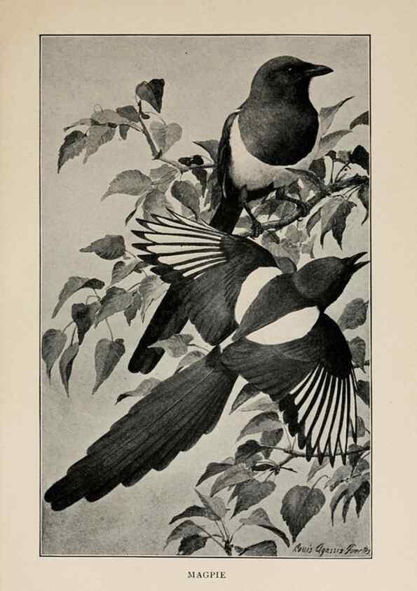 Reproducción/Reproduction 8455238441: Handbook of birds of the western United States,. BostonHoughton, Mifflin and company,1902.