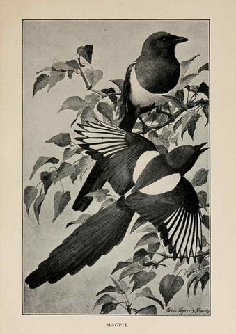 Reproducción/Reproduction 8455238441: Handbook of birds of the western United States,. BostonHoughton, Mifflin and company,1902.