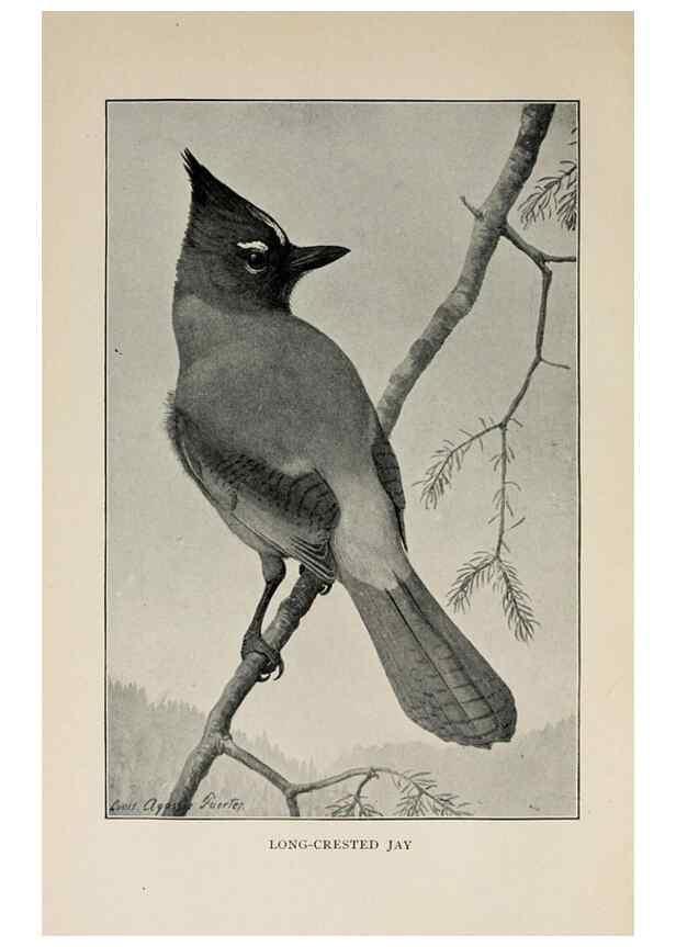 Reproducción/Reproduction 8455239425: Handbook of birds of the western United States,. BostonHoughton, Mifflin and company,1902.