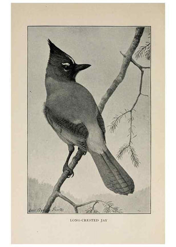 Reproducción/Reproduction 8455239425: Handbook of birds of the western United States,. BostonHoughton, Mifflin and company,1902.