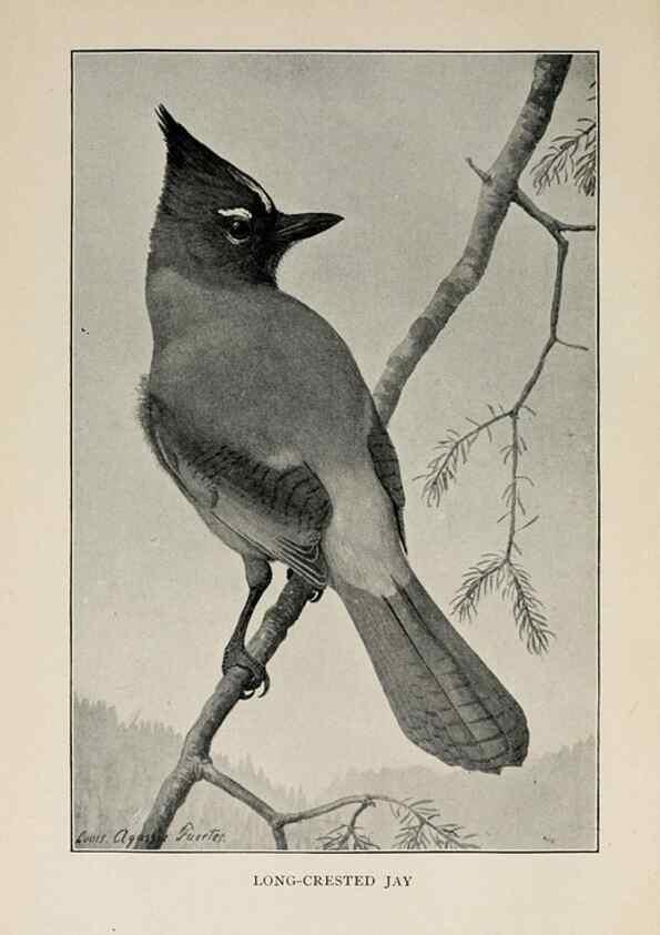 Reproducción/Reproduction 8455239425: Handbook of birds of the western United States,. BostonHoughton, Mifflin and company,1902.